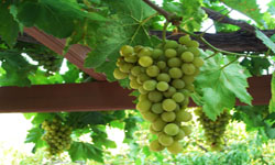 grapes to taste just over your head