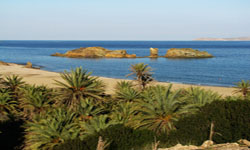 vai palm forest